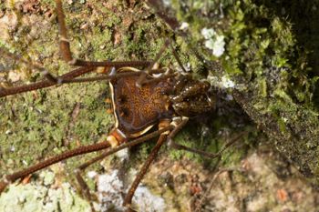 Media type: image; Invertebrate Zoology 144012